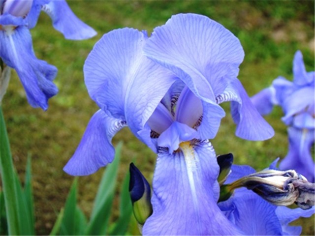 perunika1